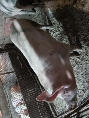 Vând porci grași  !!! - imagine 2
