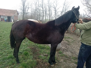 Vând imanza de 1 an  - imagine 3