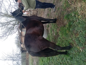 Vând imanza de 1 an  - imagine 2