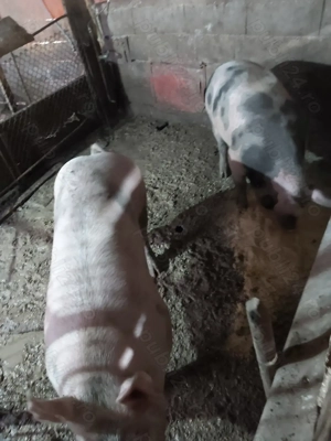Vând porci grași  !!! - imagine 3