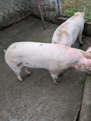 Porc pentru Craciun - imagine 2