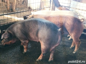 Mascuri de vanzare 140-160 kg - imagine 2