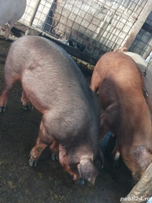 Mascuri de vanzare 140-160 kg - imagine 5