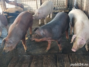 Mascuri de vanzare 140-160 kg - imagine 3