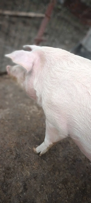 Vând porc 250kg plus. Vaslui. 14lei kg.  