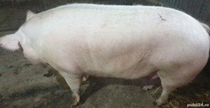Porci de vanzare ! 12 lei kg  - imagine 2