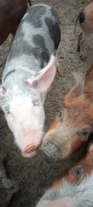 Vând porc de proțap sau de ținut 25-40kg.Vaslui.600sau 700lei  