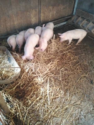 Purcei, porci tineri și porcușori de vânzare în Santionlunca  - imagine 2