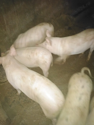 Purcei, porci tineri și porcușori de vânzare în Santionlunca  - imagine 3
