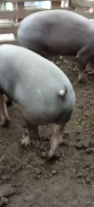 Porci, purcei  - imagine 3