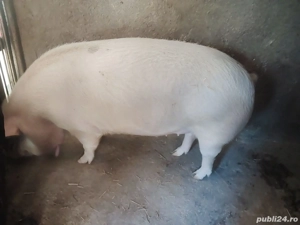 vand purcea 170kg mai multe detalii la tel  - imagine 2