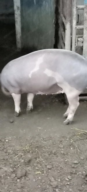 Porci, purcei  - imagine 5