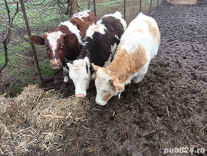 2vitele si un vitel la 7 luni - imagine 2