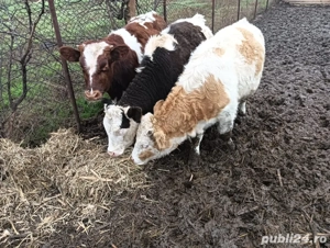 2vitele si un vitel la 7 luni - imagine 4