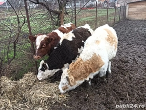 2vitele si un vitel la 7 luni - imagine 3