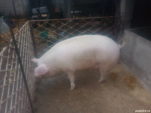 porc crescut la tara natural are 260kg aproximativ  - imagine 2