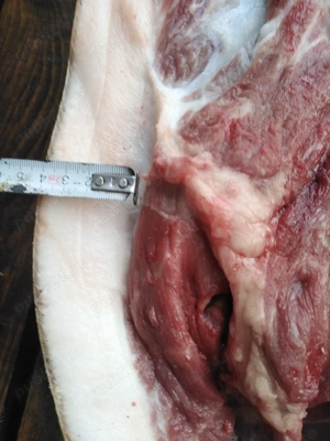 Purcei, porci tineri și porcușori de vânzare în Santionlunca  - imagine 5