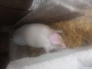 porc crescut la tara natural are 260kg aproximativ  - imagine 4