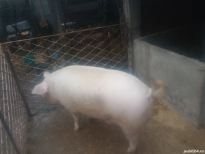 porc crescut la tara natural are 260kg aproximativ  - imagine 3