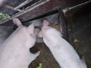 Vând grăsuni Drăguțești  - imagine 3