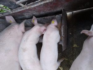 Vând grăsuni Drăguțești 