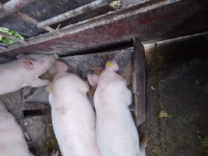 Vând grăsuni Drăguțești  - imagine 2