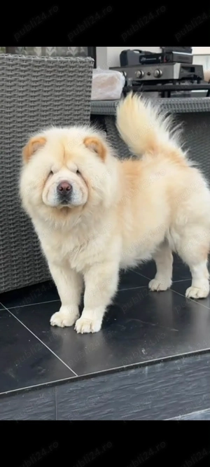 Chow Chow femelă  - imagine 4