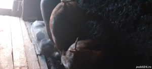 Vand 2 porci - imagine 2