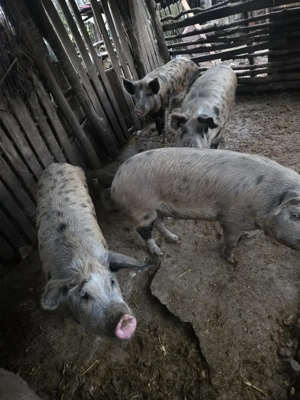 Porci pentru Crăciun  - imagine 2