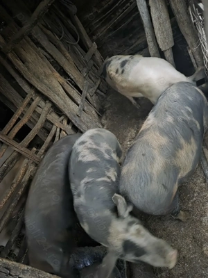 Porci pentru Crăciun  - imagine 3