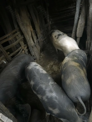 Porci pentru Crăciun 