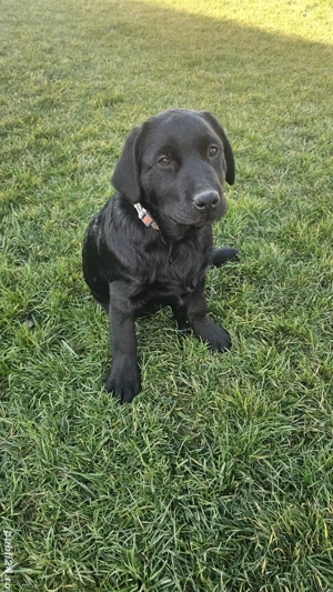 Labrador Retriever Pedigree tip A - imagine 3