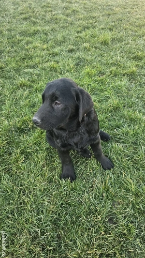 Labrador Retriever Pedigree tip A - imagine 4