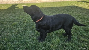 Labrador Retriever Pedigree tip A - imagine 5