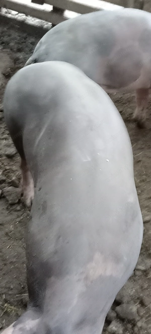 Porci, purcei  - imagine 5