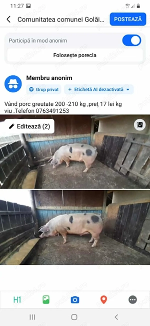 Porc de vânzare 