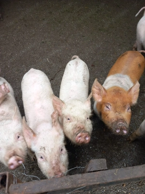 Vând purcei rasa Marele Alb   3 luni - imagine 3