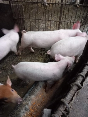 Vând purcei rasa Marele Alb   3 luni - imagine 2
