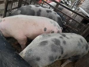 Porci de vanzare crescuți natural  - imagine 3