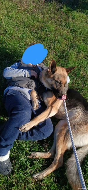 Ciobănesc german  - imagine 2