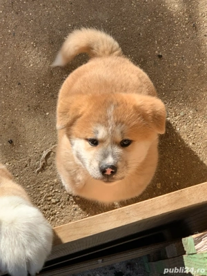 De vanzare pui Akita Inu, catelusi de vanzare - imagine 5