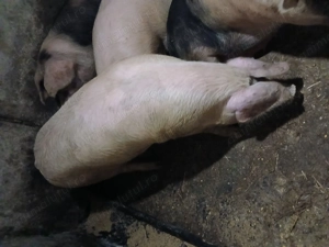 De vânzare 1 la alegere.