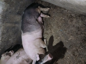 De vânzare 1 la alegere. - imagine 3