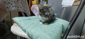 Puiuț pisica - imagine 2