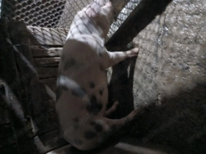 De vânzare 1 la alegere. - imagine 2