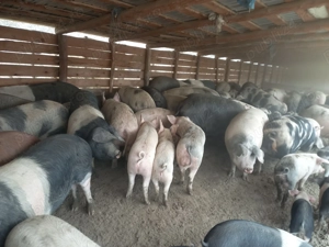 Porci pentru Crăciun  - imagine 2