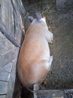 Porc gras de vanzare 140 kg - imagine 4