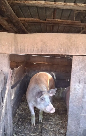 Porc gras de vanzare 140 kg - imagine 2