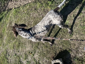 Vând brac german  - imagine 2