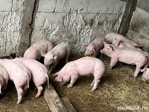 Purcei landras cu pietran belgian - imagine 2